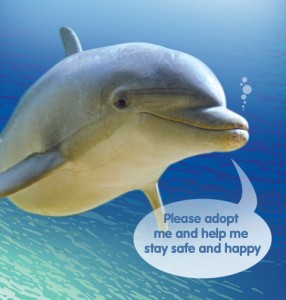 adopt-dolphin