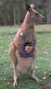 kangaroo and pouch